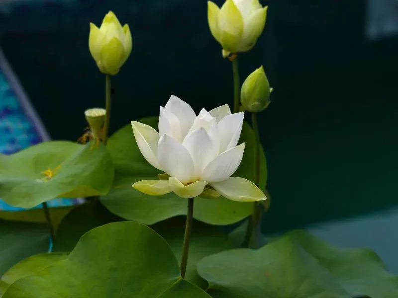 hoa sen trang co y nghia gi bieu tuong cua su thanh khiet va binh an