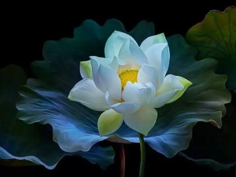 hoa sen trang co y nghia gi bieu tuong cua su thanh khiet va binh an