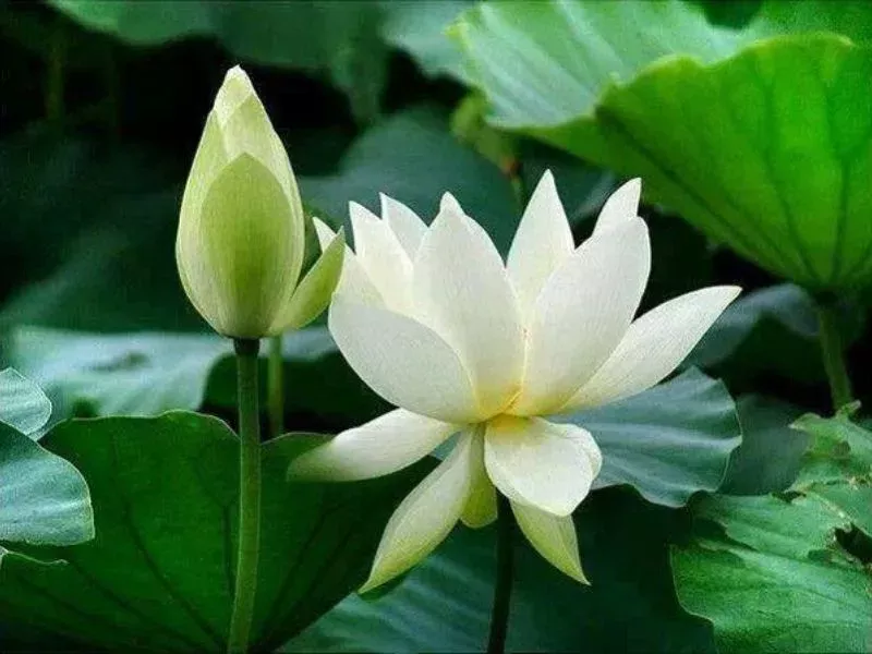 hoa sen trang co y nghia gi bieu tuong cua su thanh khiet va binh an