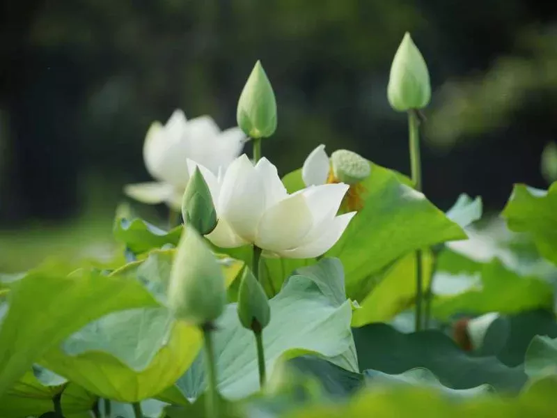 hoa sen trang co y nghia gi bieu tuong cua su thanh khiet va binh an