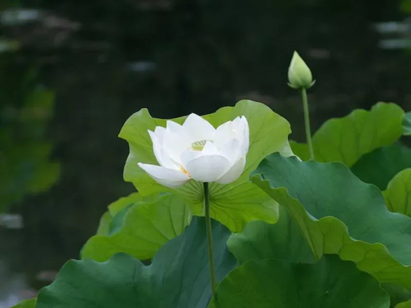 hoa sen trang co y nghia gi bieu tuong cua su thanh khiet va binh an