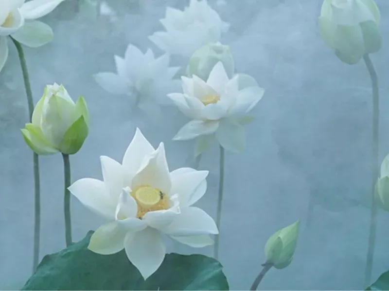 hoa sen trang co y nghia gi bieu tuong cua su thanh khiet va binh an